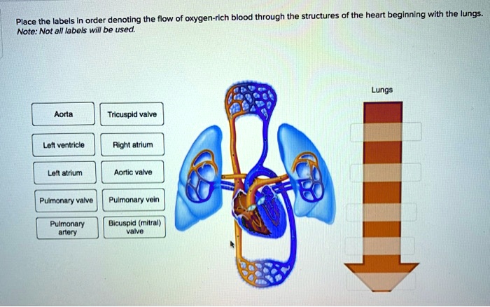 Place the labels in order denoting the flow of oxygen-rich blood through the structures of the heart beginning with the lungs. Note: Not all labels will be used. Lungs Aorta Tricuspid valve Left ventricle Right atrium Left atrium Aortic valve Pulmonary valve Pulmonary vein Pulmonary artery Bicuspid (mitral) valve