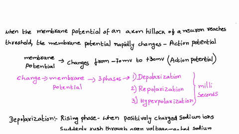 the-influx-of-na-ions-into-the-axon-through-voltage-gated-ion-channels-is-characteristic-of-which-phase-of-an-action-potential-a-hyperpolarization-b-depolarization-c-repolarization-62774