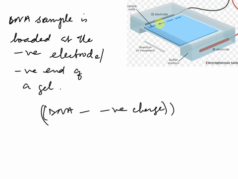 2-assume-an-agarose-gel-set-up-for-the-process-of-electrophoresis-a-the-gel-is-set-into-the-chamber-so-that-the-awella-end-of-the-gel-where-the-samples-are-loaded-is-adjacent-to-the-negative-76147