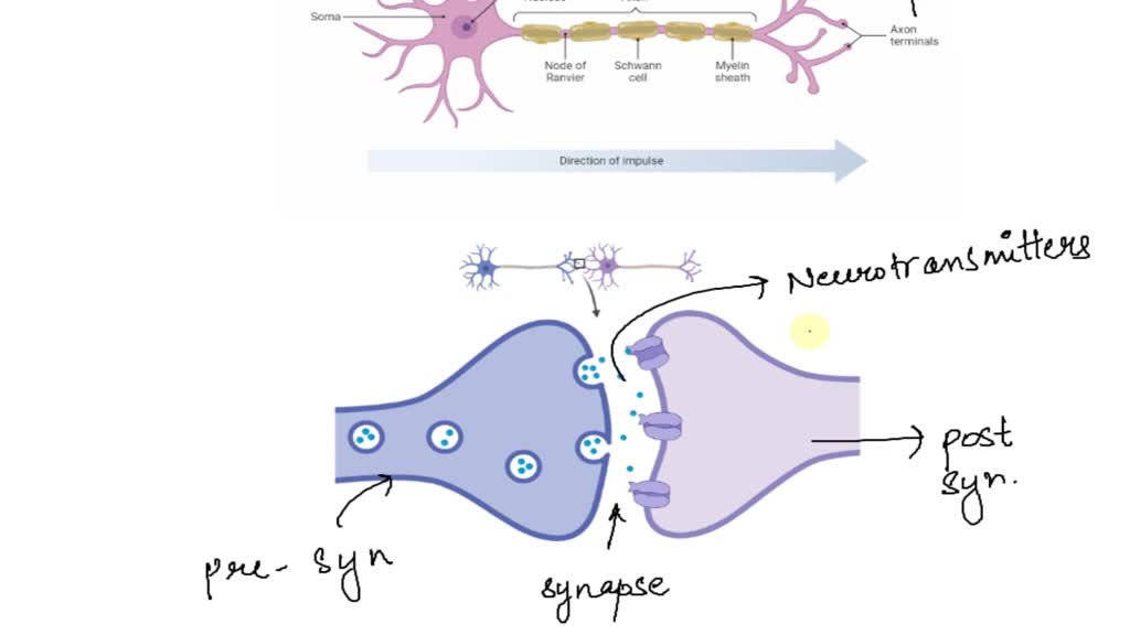 SOLVED when a neuron responds to a particular neurotransmitter by