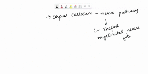 the-corpus-callosum-is-a-a-source-of-hypothalamic-hormones-b-neural-pathway-that-connects-the-right-and-left-hemispheres-c-part-of-the-neocortex-a-structure-in-the-cerebellum-56371