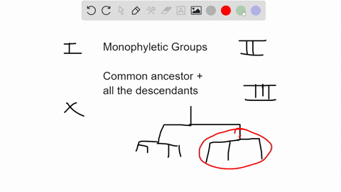 in-the-phylogenetic-tree-below-which-groupls-are-monophyletic-select-all-that-apply-group-1-group-2-group-3-group-group-2-none-of-these-groups-are-monophyletic-group-3-76294