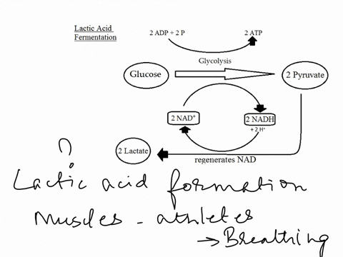 why-is-lactic-acid-formed-even-when-the-athlete-is-breathing-oxygen-14268
