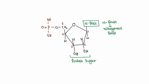 a-nucleotide-is-composed-of-select-one-a_-a-nitrogenous-base-and-a-phosphate-group-b-a-nitrogenous-base-a-phosphate-group-and-a-pentose-sugar-c-a-nitrogenous-base-a-phosphate-group-a-pentose-12375
