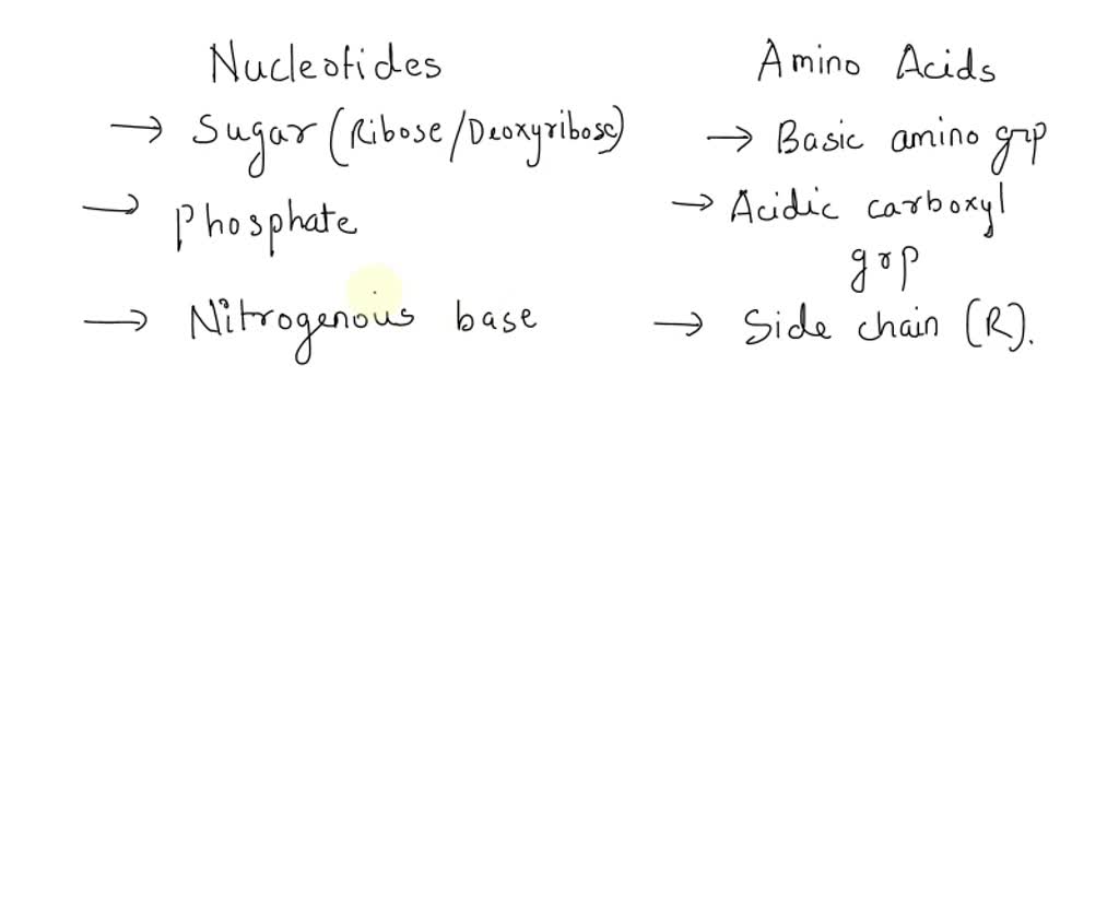 SOLVED Nucleic acids and proteins are both polymers made of a set of