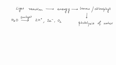 due-the-light-reactions-of-photosynthesis-energy-from-light-is-used-to-split-water-molecules-which-of-the-following-isare-not-a-product-of-the-light-reactions-select-all-the-apply-select-all-37486
