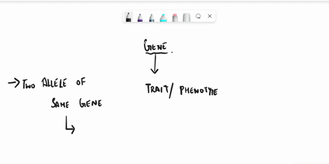 2true-or-false-two-alleles-of-the-same-genewill-always-create-different-phenotypes-80942