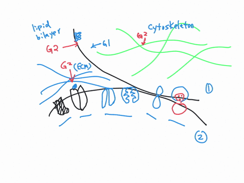 drag-the-labels-to-the-appropriate-locations-in-this-diagram-drag-labels-to-targets-in-group-2-to-identify-some-components-associated-with-the-plasma-membranegroup-1-options-enzymatic-activ-89167