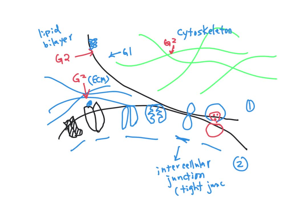 SOLVED: Drag the labels to their respective positions to identify the ...