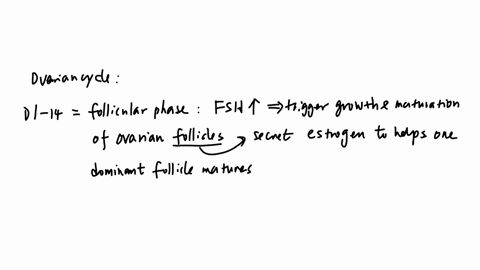 describe-the-human-ovarian-cycle-and-menstrual-cycle-37892