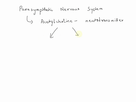 which-receptor-is-responsible-for-parasympathetic-stimulation-of-target-organs-6-multiple-choice-alpha-adrenergic-beta-adrenergic-muscarlnlc-nicolinic-86314