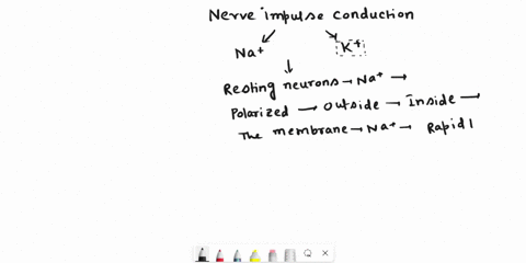 3-neuron-physiology-a-write-the-terms-that-complete-the-sentences-in-the-spaces-at-the-right-in-a-resting-neuron-1-ions-are-actively-1-pumped-out-which-causes-the-membrane-to-be-2-2-with-an-94041