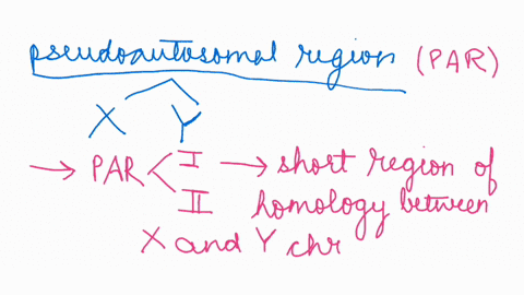 consider-the-following-statement-there-are-small-regions-on-the-x-and-y-chromosomes-of-humans-that-are-homologous-this-statement-is-truc-false-human-female-is-shown-to-have-an-xy-karyotype-w-91457