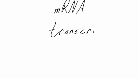 making-a-messenger-rna-mrna-copy-of-dna-is-part-of