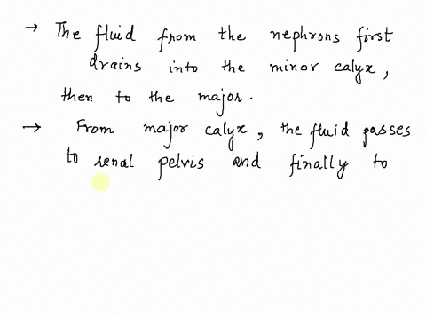 trace-the-path-of-fluid-by-putting-the-following-in-order-proximal-convoluted-tubule-loop-of-henle-collecting-duct-distal-convoluted-tubule-external-urethral-orifice-major-calyx-minor-calyx-89883