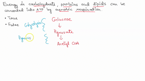 the-energy-found-in-carbohydrates-proteins-and-lipids-can-be-converted-into-atp-energy-by-aerobic-cellular-respiration-true-false-78398