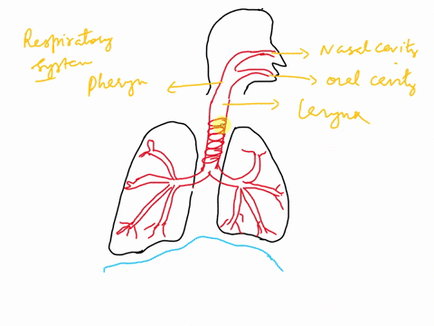 label-the-parts-of-the-human-respiratory-system-69054