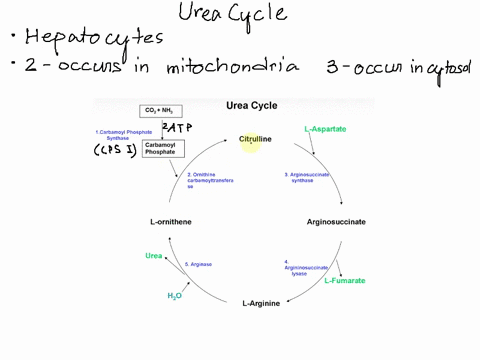 in-the-urea-cycle-a-carbamoyl-phosphate-is-derived-directly-from-glutamine-and-carbon-dioxide-b-ornithine-reacts-with-aspartate-to-generate-argininosuccinate-c-the-amino-group-of-arginine-fo-10914