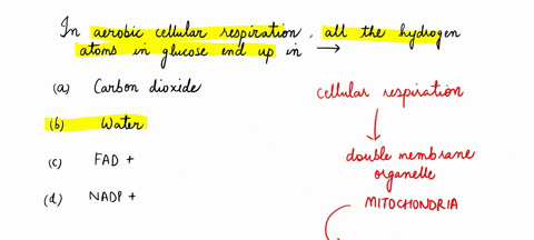 question-14-ailthe-hydrogen-atoms-in-glucose-end-up-in-in-aerobic-cellular-respiration-carbon-dioxide-water-fadt-nadp-2-points-save-answel-question-15-in-photosynthesis-the-oxygen-given-off-11726