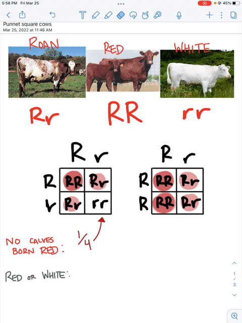 in-shorthorn-cattle-the-genotype-rr-is-phenotypically-red-the-genotype-rr-is-white-and-the-heterozygote-is-roan-a-if-cattle-of-genotypes-rr-were-mated-inter-se-repeat-questions-a1-and-a2-whe-52037