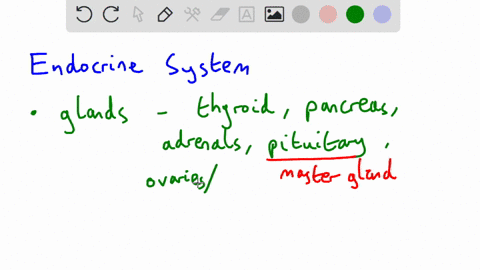 how-are-hormones-formed-and-in-what-organs-24847