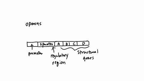 which-of-the-following-statement-is-not-true-with-regards-to-bacterial-operon-it-is-a-transcriptional-unit-it-is-regulated-by-the-binding-of-an-active-repressor-to-the-promoter-region-it-consists-of-s