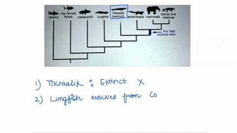 according-to-the-phylogeny-shown-which-of-the-following-statements-is-true-ray-finned-nktaalk-wardsand-sharks-fishes-coelacanth-iynonsh-extinct-pmphibians-mammals-tlna-our-iegs-evolved-here-89434