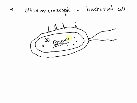 draw-neatly-the-composite-image-of-an-ultramicroscopic-picture-of-bacteria-cell-with-all-the-features-present-in-various-bacteria-and-label-each-feature-32597