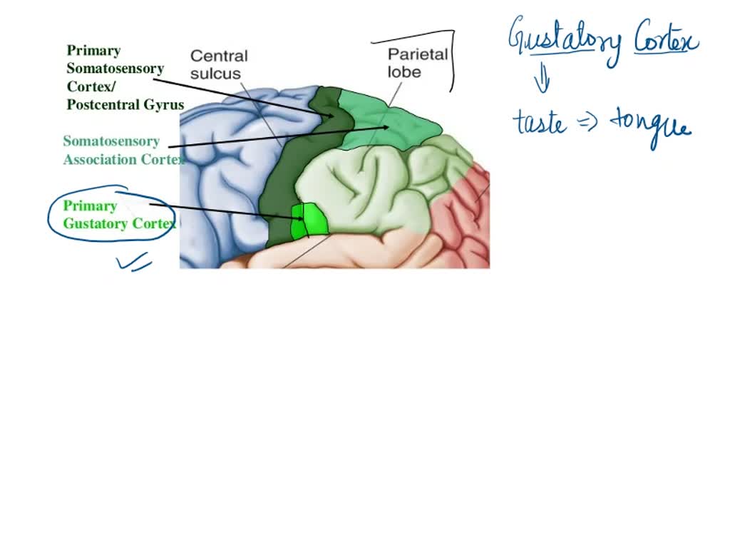 SOLVED: Please answer 3) The gustatory cortex is in the: a) temporal ...