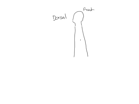 which-is-a-dorsal-body-cavity-1-thoracic-2-abdomifal-3-pelvic-4-none-of-them-are-dorsal