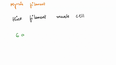 each-myosin-filament-is-surrounded-by-actin-filaments-on-both-ends-96442
