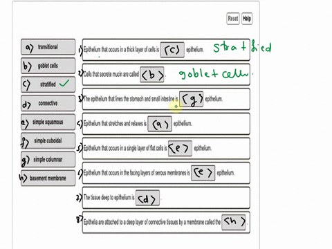 exercise-7-review-practice-sheetepithelial-tissue-11-of-1-drag-and-drop-the-terms-at-the-left-to-match-the-appropriate-descriptions-at-the-right-reset-help-transitional-epithelium-that-occur-37767