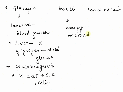 pancreatic-hormones-match-each-of-the-hormones-produced-by-the-pancreas-to-its-functions-and-the-cell-type-that-secretes-il-glucagon-insulin-somatostatln-stimulates-the-secreted-along-uptake-85886