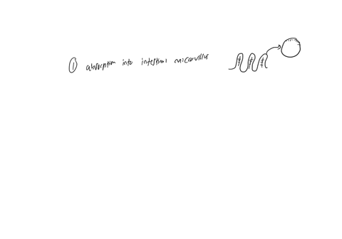 nearly-all-end-products-of-lipid-digestion-are-transported-through-what-after-being-absorbed-into-the-intestinal-microvillus-group-of-answer-choices-capillaries-large-intestine-lymphatic-vessels-jugul