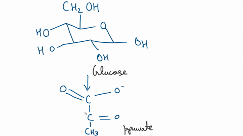 what-carbon-atoms-of-glucose-end-up-as-a-carboxyl-group-in-pyruvate