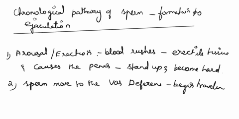 correctly-match-the-numbers-listed-on-theleft-to-the-chronological-pathway-of-spermfrom-formation-to-ejaculation-in-ascending-order-ated-items-1-choose-sperm-move-to-the-vas-deferens-to-begi-65078