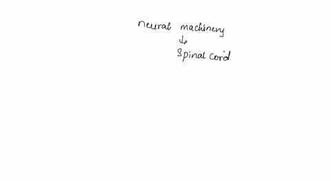 the-neural-machinery-of-the-spinal-cord-is-at-the-a-precommand-level-b-projection-level-c-segmental-38999