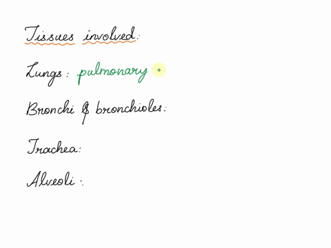 what-tissues-are-in-the-respiratory-system-33111