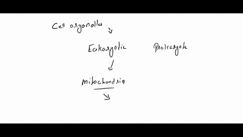question-25-which-of-the-following-structures-is-found-in-eukaryotic-but-not-prokaryotic-cells-ribosomes-mitochondria-cytosol-plasma-membrane-dna-39093