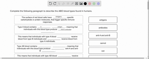 complete-the-following-paragraph-to-describe-the-abo-blood-types-found-in-humans-the-surface-of-red-blood-cells-have-specific-carbohydrate-or-protein-molecules-that-trigger-specific-immune-r-36299