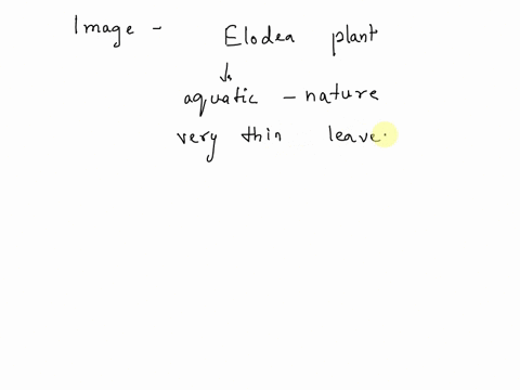 elodea-plant-cells-with-water-elodea-is-very-thin-aquatic-plant-making-it-easy-t0-see-the-cells-under-a-a-b-comnons-wikipedia-org-label-chloroplasts-cell-wall-cytoplasm-18637