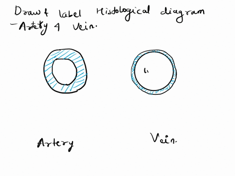draw-a-histological-picture-of-a-vein-and-artery-use-the-above-microscopic-picture-for-your-drawing-draw-it-in-color-and-label-the-following-histology-of-vessels-locate-the-3-layers-in-each-52742