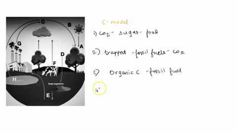 using-the-diagram-above-match-the-description-to-the-corresponding-location-in-the-carbon-cycle-model-provide-the-letter-only-please-1-carbon-dioxide-is-converted-to-sugar-used-for-food-_2-c-54587