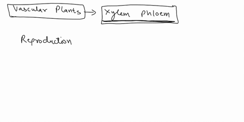 vascular-plants-evolved-what-structures-to-become-more-competitive-68936