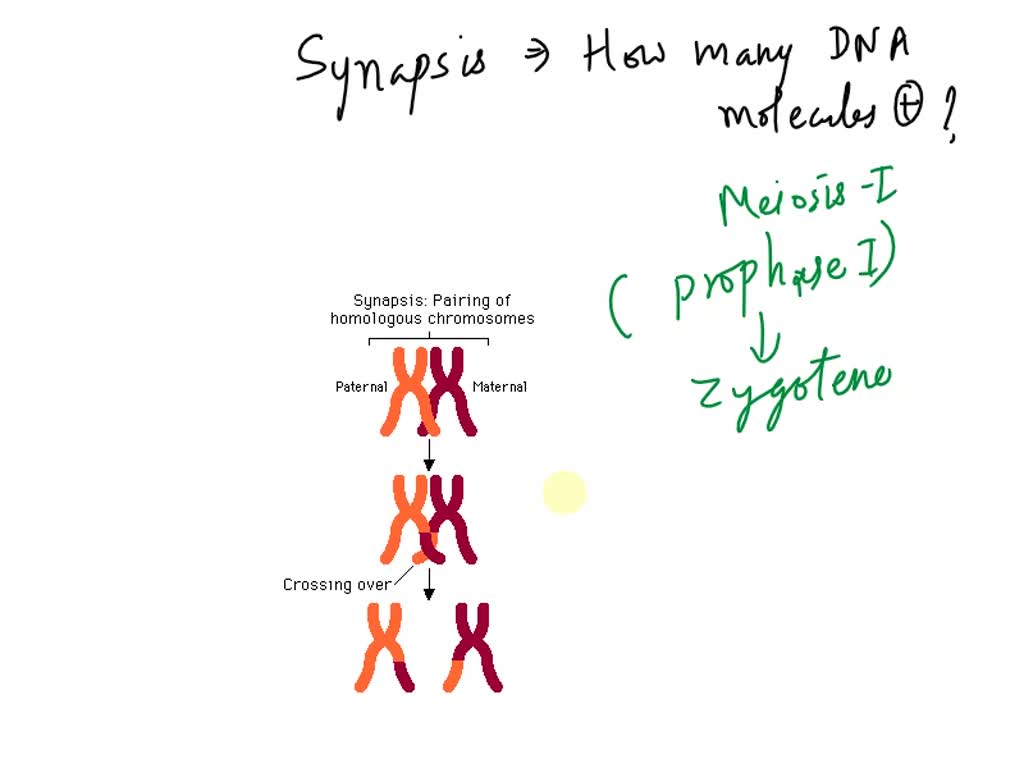 SOLVED: How many molecules of DNA are in the prometaphase drawing? How