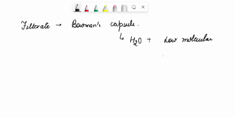 which-of-the-following-substances-are-supposed-to-enter-the-filtrate-at-the-glomerulusbowmans-capsule-junction-in-a-healthy-indivdual-mark-all-that-apply-red-blood-cells-water-sodium-amino-a-97903