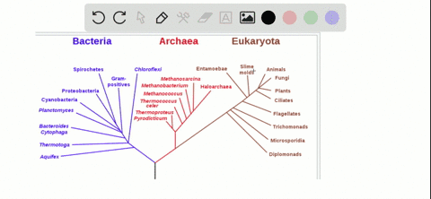 archaea-are-bacteria-prokaryotic-in-nature-though-distinct-from-one-another-which-of-the-characters-below-is-a-distinctive-factor-between-bacteria-and-archaea-a-each-have-different-rrna-sequences-b-ar