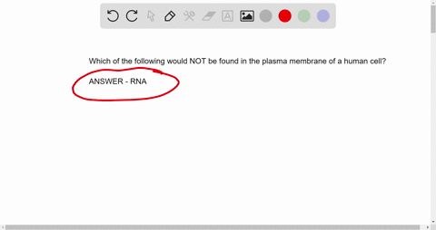 which-of-the-following-would-not-be-found-in-the-plasma-membrane-of-a-human-cell-phospholipids-rna-cholesterol-glycolipids-proteins-78059