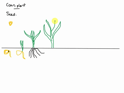 draw-the-development-of-corn-from-the-time-the-plant-was-seeded-until-flowering-your-answer-should-contain-one-drawing-for-every-two-weeks-of-plant-development-in-your-drawing-include-shoot-11166
