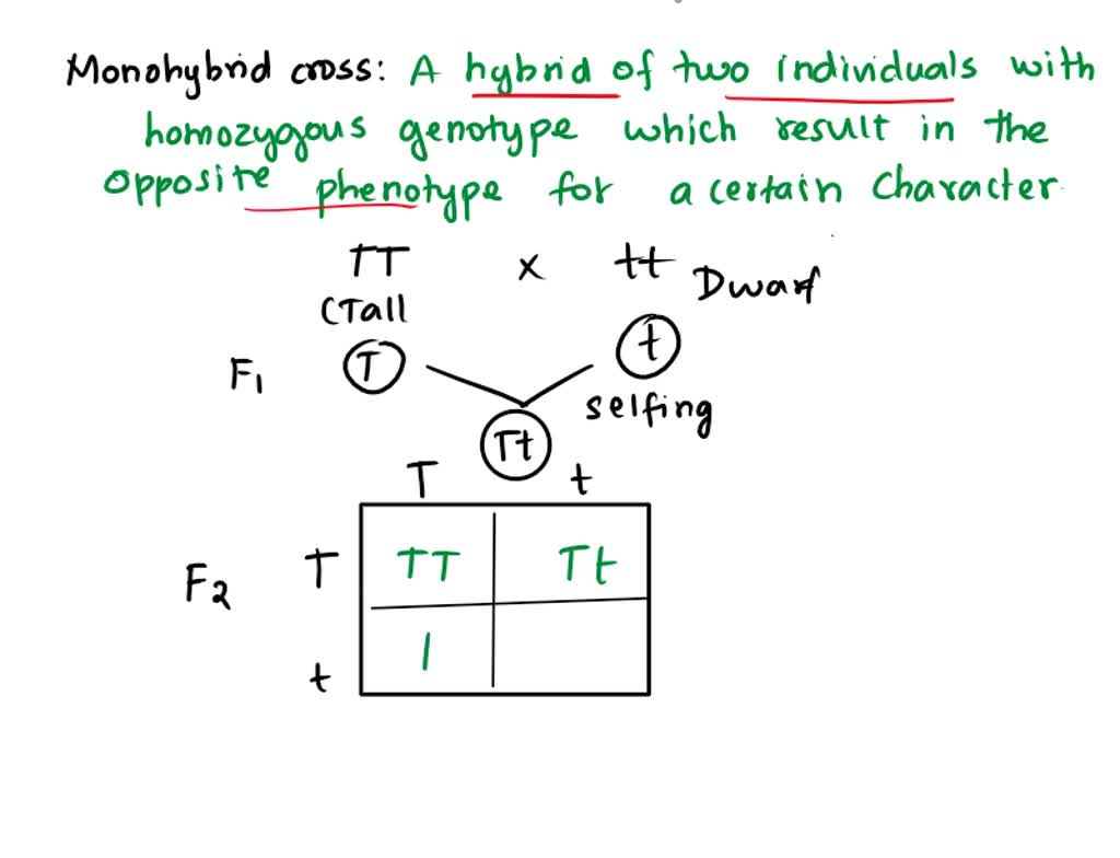 Monohybrid Cross F2 Generation